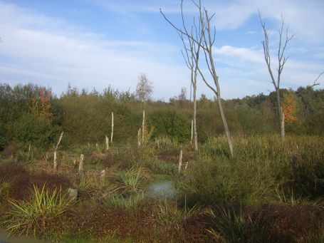 De Peel : Kanaalweg, Moorlandschaft, Herbstimpressionen